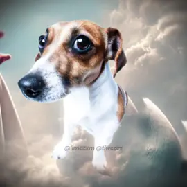 Deus criando os cachorros #fy #foryou #fyp #viral #dog @► 𝙏𝙄𝙒 𝘾𝙊𝙕𝙈𝙊 ❞ 