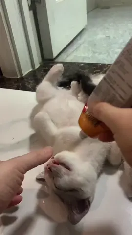 #cat #cutecat #cute #funnycat #catsoftiktok #cuteanimals 