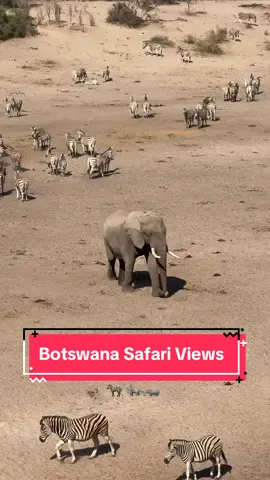 Botswana safari - Leroo La Tau lodge @safariFRANK #botswana #safari #traveltiktok 