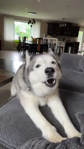 That clap at the end! 🐺😎 #kona #huskytalk #dramaqueen #konamalone #huskykona #konahusky #mygirl #funny #talkingdog #fyp #foryoupage #puppy #dogsoftiktok #getoutside  #huskiesoftiktok #dog #PetsOfTikTok #happygirl #ontario #canada 