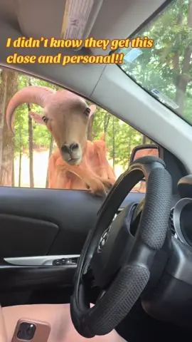 When a drive-through petting zoo gets a little too interactive! 🐏🚗🐃  #CloseEncounters #PettingZoo #AnimalAdventures #ZooFun #FunnyAnimals #UnexpectedVisitors #CloseEncounters #DriveThroughZoo #ZooLife #AnimalShenanigans #RamAndBuffalo #FYP #ForYouPage #Viral #Trending #TikTokTrend #FunnyVideos #PetTikTok #AnimalLovers #Hilarious #MustWatch