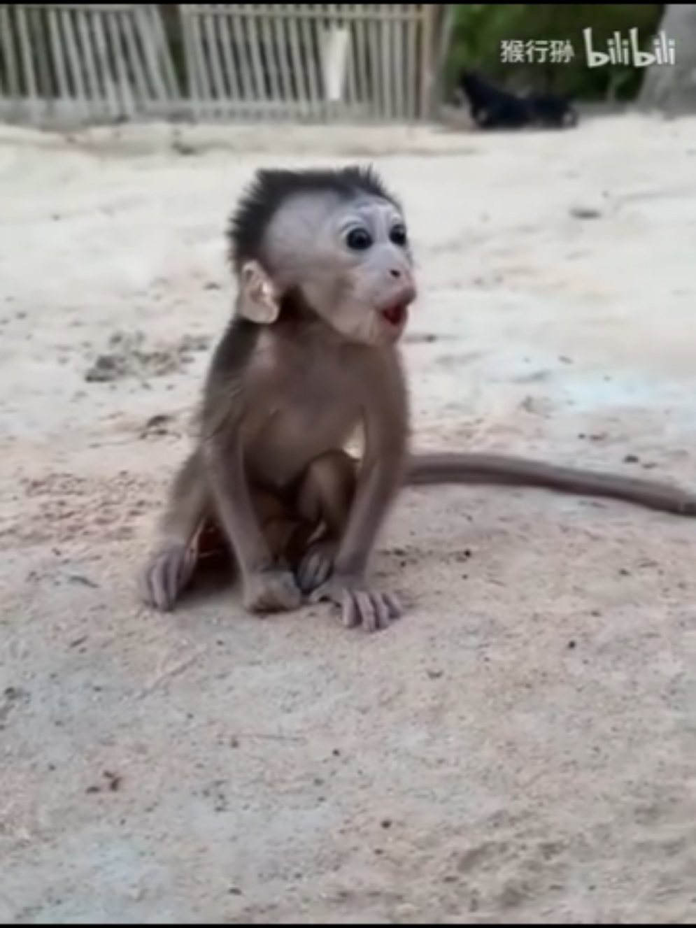 #scared to #dog #monkey #baby 