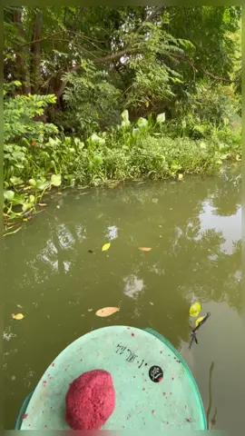 Câu Cá Tự Nhiên Bằng Bài Mồi Siêu Cuốn Ổ #vietdocau #phukiencauca #caucagiaitri #caucatunhien #cauca #fishing #caudai #sanhang 