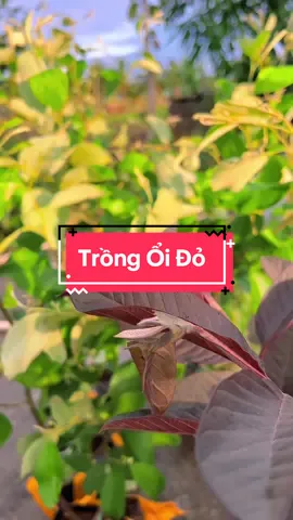 Trồng Ổi Đỏ #hienonha 