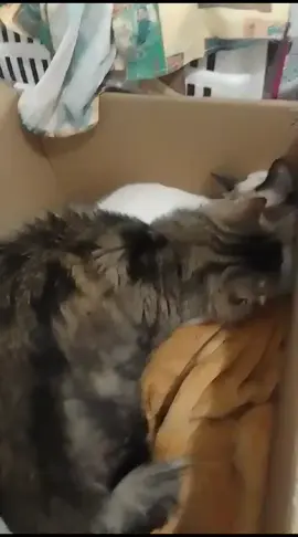 Ma petite enceinte 🥺💜 Please follow me on Facebook page link in the bio 👇🏻👇🏻👇🏻👇🏻 https://www.facebook.com/share/hUe44pPfAv3YMXbo/?mibextid=LQQJ4d #pourtoii #foryou #fyp #catsoftiktok #kittycat  #explore #viral #video #tiktok #folowers #facebook #pageforyou #