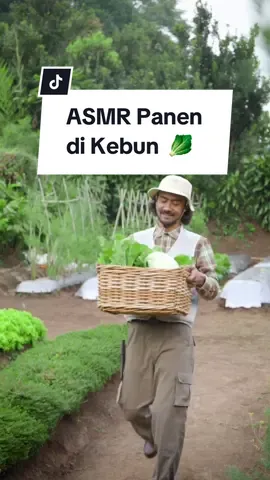Morning routine: Panen beberapa sayur di kebun buat stok di dapur 🥬👨‍🌾 #panen #berkebun #asmr #bbqmountainboys 