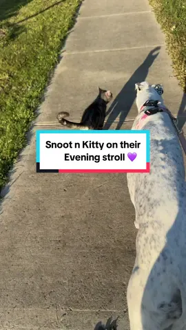 Just two best friends taking an evening stroll 💜 Freya (the snoot) & d*ckhead (Nudge) Who said a cat and a greyhound can’t be friends 💁🏼‍♀️ #catsoftiktok #cats #catslovers #catlover #dogsoftiktok #dogs #doglover #dogsofttiktok #bestfriend #greyhound 