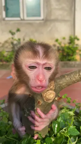 Vali  sunbathing for healthy skin 🥰🥰😍🙈🙈🇬🇧🇬🇧🇬🇧 #monkey #monkeydluffy #monkeys #monkeyface #monkeybaby #uk #🇬🇧 #unitedkingdom 