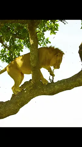 #amazinganimalsworld #wildlife #tiktok #recommendedforyou 