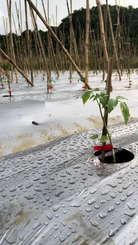 Lại 1 Mùa vụ Mới và những Hoài bão Mới❤️#farm #lamanhfarm 
