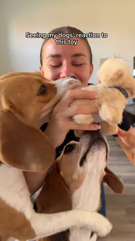 This is your sign go get your dog a (battery operated) dog 🤣 do you think they’ll be friends? #beagle #dog #funnydog #viral 