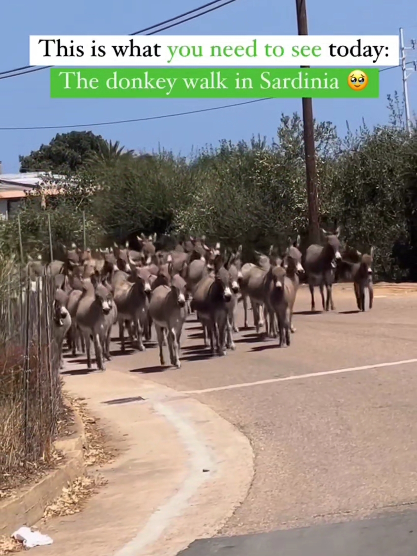 Unique emotions in Sardinia with the donkey walk 💚😍🫏 🥰🎥  @visititaly @martadelogu_ #visititaly #italylikealocal #italy #italia #sardinia #Summer #donkey #cuteanimals #animals 