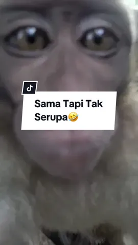 Kenapa bisa pas gitu transisinya🤣 #marketingcore #meme #monyet #marketingcore2024 #marketingtiktok #monyetlucu #memetiktok 