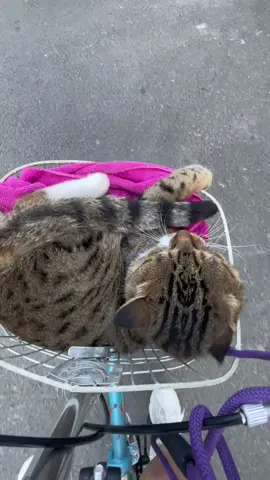 狸花猫:带我出门就骑好来... #fyp #cat 