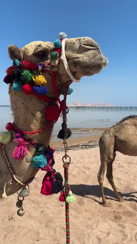 Egypt Sharm al shaikh Let's shake up the algorithm with some  good vibes and positivity!  Catching up on my holiday moments from Sharm El Sheikh, Egypt Hurghada Egypt 🏝️☀️🍉🥥 🐚 If you want to see my travel adventures sooner, follow me instagram! Finally sharing this here on TikTok, and it's a nice distraction from everything going on in the UK 🇬🇧 #egypt #sharmelsheikh #travelvlog  #positivevibes #holiday #mumlife #Lifestyle #travel #traveltiktok #mumsoftiktok #ukmum #birmingham #uk #