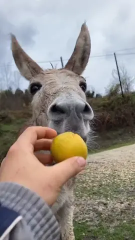 lemon 🍋#donkey #lemon #animals