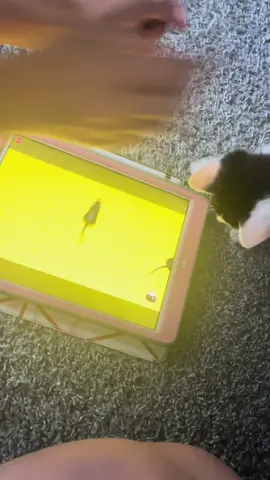 The cat caught markiplier #cat #fyp #fy #funny #funnycat #catvideo #sillycat #meme #markiplier 