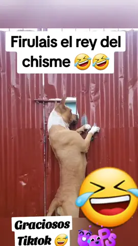 Firulais se hace viral: #firulaisentiktok #chistescortos #viralesvideo #mascotasreaccionan #dog #lomasvistoentiktok #animalesgraciosos #funnyanimals #comedia #videosderisa #videosgracioso #risas #funny #superfunny #lol #fy #fypage #foryourpage #parati 
