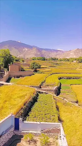 @Rahim Sediqi #افغانستان🇦🇫 @afghan zmari #افغانستان🇦🇫 