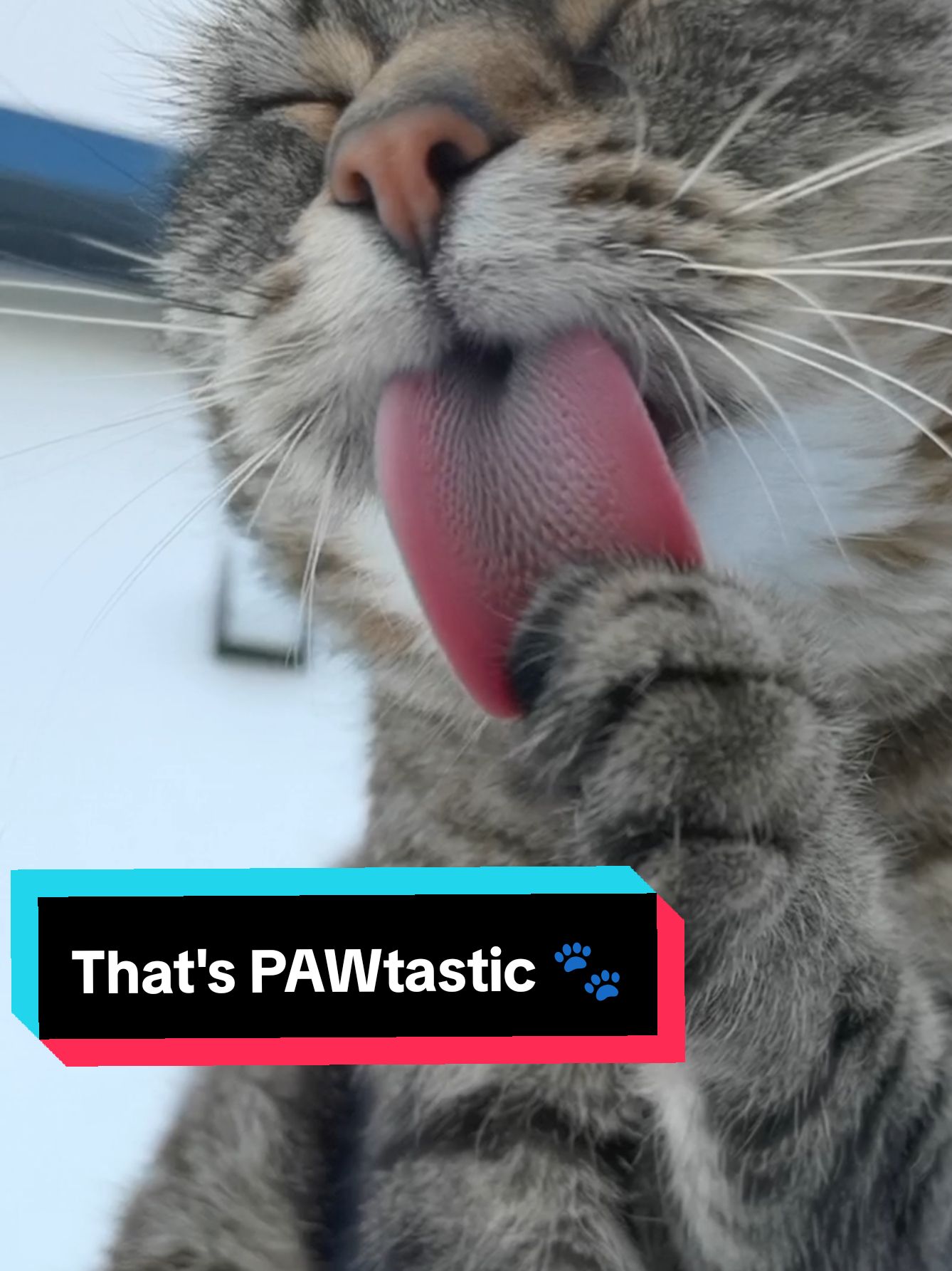 That's PAWtastic 🐾😻😎😻🐾 #cat #catsoftiktok #viral #fyp 