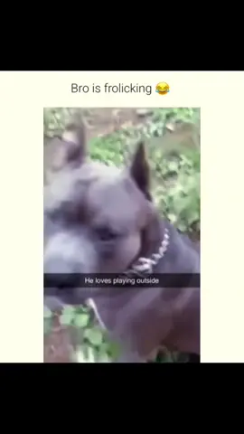 Funny dogs compilation #funnydog #funnypet #cutedog #dogsoftiktok #doglover #dog 