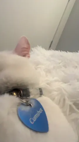 Why he licking his scrating mat like that? #foryou #cat #catsoftiktok #dayinthelife #cutecat 