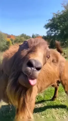 SALURKAN BAKATMU PADA MALAM KREASI PESTA MERDEKA!!! .  .  .  Rayakan kemerdekaan di Malam Kreasi yang akan dilaksanakan pada :  📆 24 Agustus 📍 Lapangan PB Aren ⏲️ 20.00 WIB .  .  Ingat tanggalnya!! dan mari meriahkan malam spesial ini! #karangtaruna #reels #viral #promosi #hutri #lucu #reelsinstagram  #fyp #17agustus #tangerang #indonesia #foryou #likesforlike #fyp 