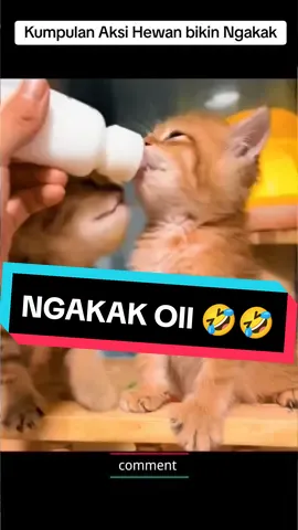 OMG 🤣🤣🤣🤣🤣🤣 #lucu #lawak #joke #fyf #fypシ #fypシ #fyp #video #viral #tiktok #funny #funnyvideos #dog #catlover #animals 