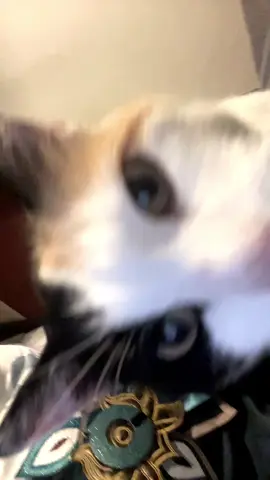 #DANHENG🍁 || i do not have 6 fingers on my right hand i was holding a remote 😭 Im also working on a sebastian solace cosplay as im writing this tihi . [TAGS: #danheng #HonkaiStarRail #swedish #swedishcosplayer #hsr #cosplay #hsrcosplay #danhenghonkaistarrail #danhengcosplay #anime #danhengimbibitorlunae #danhengil #animecosplay #cat #kitty #baddiefriend #xyzbca #fyp #foryou ]