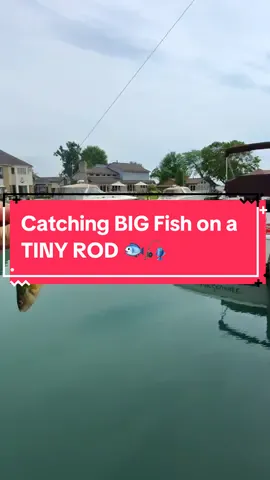 Let’s catch BIG fish using a TINY ROD 🐟🎣 #fishing #fishingvideos #bassfishing #capcut 