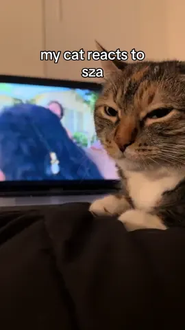 It’s safe to say SZA has quickly become one of her favorite artists to listen to 💙 #sza #snooze #cats #pop #rnb #cat #catsoftiktok #fyp