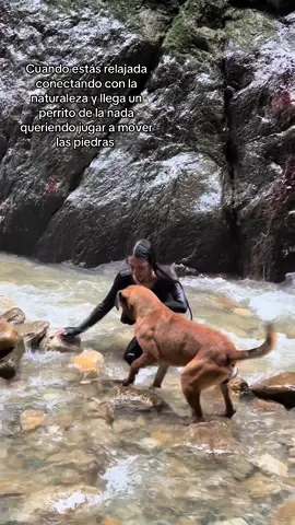 Jajajaja te amo perrito que le gusta jugar a mover las piedras 🫶🏻 #paratiiiiiiiiiiiiiiiiiiiiiiiiiiiiiii #for #perros #naturaleza 