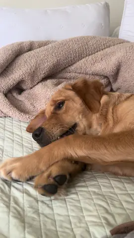 #goldenretriever #rent #dogsofttiktok 