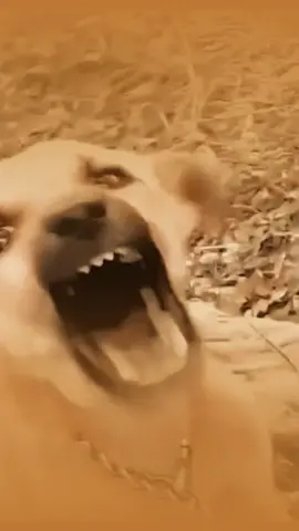 The horse's demonstration in the air scared the dog!#dogsoftiktok #dogs #cutedog #foryou #foryoupage #pet #pets #funny #meme 