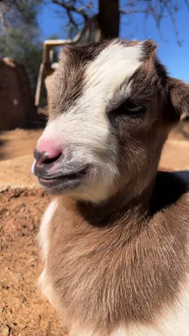 #goatbaby #chèvres #goatlove #goat🥰❤️🐐😅 