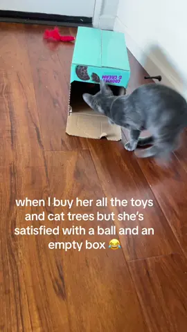 shes a simple little kitty!! #catbox #cattoys 