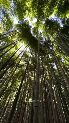 - Arashiyama Bamboo Grove. 📍 Kyoto. #visitjapan  #forest #kyoto #japan