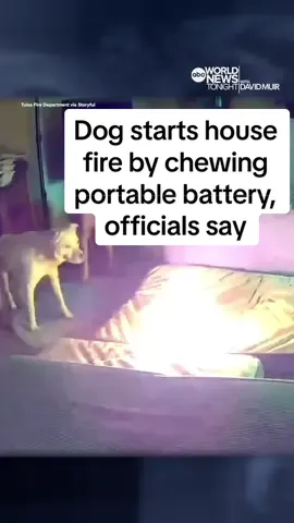 A #dog in #Tulsa, #Oklahoma, started a #house #fire after biting into a #lithium #ion #battery, fire officials said. The Tulsa Fire Department recently released dramatic footage of the fire, which took place in May, showing the portable cellphone battery sparking and bursting into flames, sending two dogs and a #cat running. The home sustained significant damage in the fire, but the pets escaped through a dog door and were not harmed, according to Andy Little, a spokesperson for the fire department. #WorldNewsTonight #News #ABCNews #firesafety 