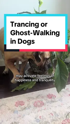 Have you ever seen a dog walk really slowly under low hanging objects like trees, plants or tablecloths? This behavior is known as Trancing or Ghost-Walking. The exact cause is not fully understood, but it is generally believed to be a harmless, self-soothing behavior.  #trance #dogbehavior #dog #slowwalk #weird #canine #boerboel #southafricanboerboel #gg 