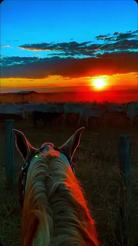 Como é que é o nome daquela música lá que um vez vc colocou no vídeo do cigano💚❤️🚜 #pecuaria #viral #edits #agropecuaria #status #CapCut 