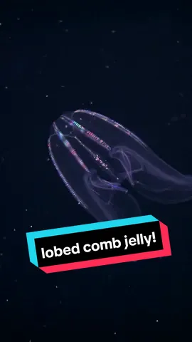Do you feel mesmerized by this lobed comb jelly? We shore do!  This vibrant jelly is actually quite skilled at blending in thanks to its transparent, gelatinous body. There’s still much to learn about this species but our jellies team were the first to uncover the lifecycle of these marvelous wonders. From incredible findings like this to culturing jellies that have never been exhibited before, our jellies team has a remarkable story to share about their work and contribution to marine science.  You can help our jellies team tell their story by voting for us to go to SXSW (South by Southwest)! Check out the link in our bio for more information.  Vote before August 18th! #montereybayaquarium #sxsw #combjelly  #marinebiology 