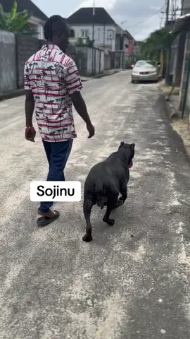 How many pups do you think she has in her belly?? #thetrenchboyy #viral#canecorso #canecorsoitaliano #pregnantdog 