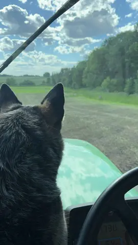 #Lucy#Farmdog#Blueheeler