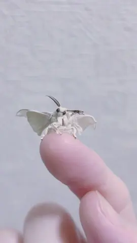 【バブい】今日の朝 羽化したばかりの赤ちゃんカイコちゃん #カイコ #蚕 #silkmoth #可愛い #赤ちゃん