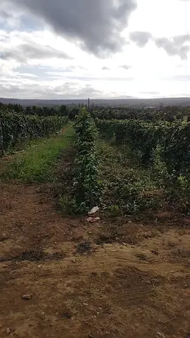 @Plantioeirrigacao uso do Vorax no maracujá #maracuja#vorax#hormonio#pulverizacao 