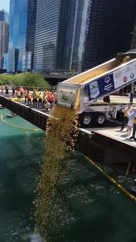 Chicago Duck Derby! #chicagoduckderby #chicago #duckderby #duckderby2024 @barstoolchicago 