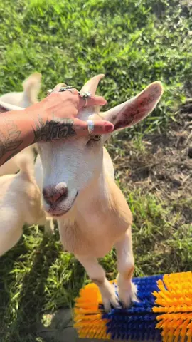 evening routine and LOTS of goat ASMR 😂❤️ #goat #fyp #ranch #asmr #farm #louisiana 