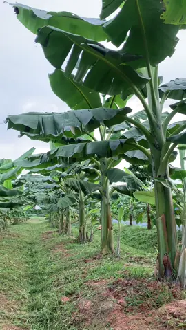 บางวันดี บางวันร้าย แต่สุดท้าย มันสวยงามเสมอ✌🏻🌱#สวนกล้วย #กล้วยหายาก #กล้วยกล้วยMaxคนรักเกษตร 