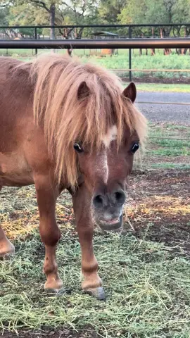 The dwarf rescues, so ugly theyre cute 😂 #strawberry #fyp  #trending #foryoupage #dwarfpony #ponies