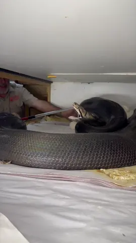 MOMMA PYTHON WENT WILD😅 This snake momma decide to lay her eggs somewhere different😱 This is definitely a lot riskier then I am use to but I am always willing to take some risk so these new babies can be moved safely to the incubator🙌 Sometimes things don’t go as planned but that does not matter because the job still needs to get done🔥😅 • • • • #wow #giant #angry #snake #eggs #cool #video #moments #strike #amazing #animals #momma #mom #python #huge #snakes #wild #wildlife #quick #me #tik #tok #tiktok #tiktokanimals 